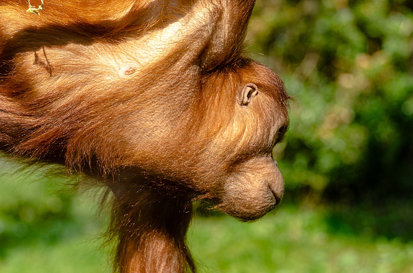 Hellabrunn Orang Uta